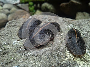 Close up photo of a slugs crawling on a rock