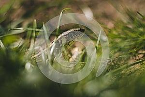 Close up photo of small brown - green camouflage lizard in the grass resting on ground soil on sunny day. Small European lizard