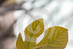 Close-up photo of a small fig leaf