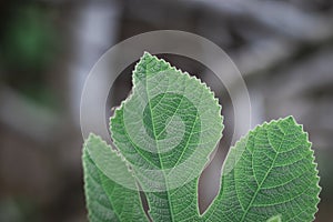 Close-up photo of a small fig leaf