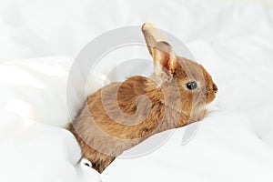 Close-up photo of small lovely red bunny calmly lying on white soft whipped like blanket surface