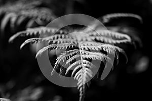 Close up photo of some fern plants and leaves. Beautiful green colors background