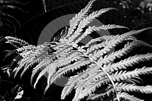 Close up photo of some fern plants and leaves. Beautiful green colors background