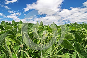 Close up photo of soy field. Soy agriculture