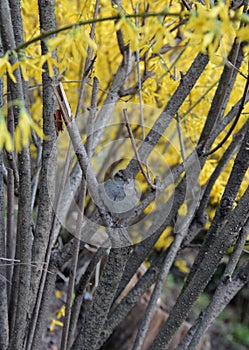Close-up photo of a sparrow bird sitting in a bush with yellow flowers