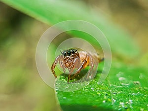 Close-up photo of spider. Animalia photo