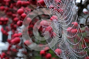 Close up photo of spider`s web with dew drops hanging from red crab apple tree in autumn