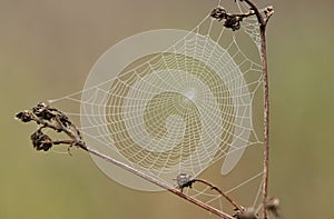 Close-up photo of spider web on a dry plant