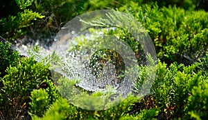 close up photo of spider web in morning dew.