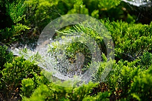 close up photo of spider web in morning dew.