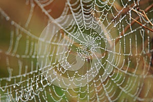 Close-up photo of spider web with morning dew, shallow depth of field