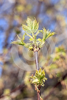 Close-up photo of spring young fresh leaves on tree branches