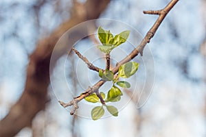 Close-up photo of spring young fresh leaves on tree branches