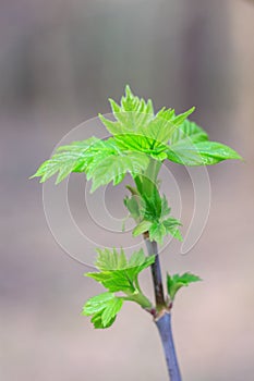 Close-up photo of spring young fresh leaves on tree branches