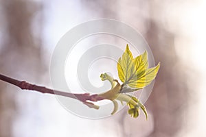 Close-up photo of spring young fresh leaves on tree branches