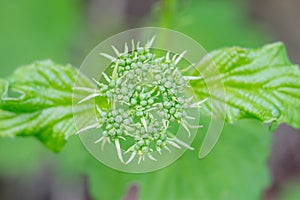 Close-up photo of spring young fresh leaves on tree branches