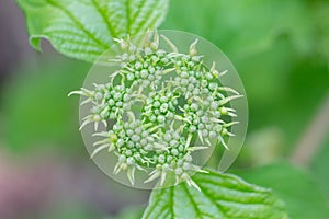 Close-up photo of spring young fresh leaves on tree branches