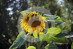 Close-up photo of sunflower with large green leaves.n stem