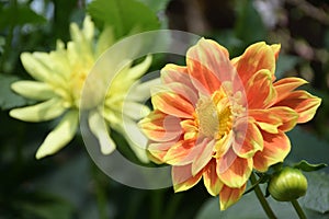 A close up photo taken on a bright yellow Dahlia flower