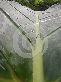 A close-up photo of taro leaves, focused on the midpoint of the leaf, a photo taken in the garden