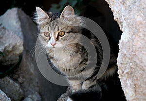 Close-up photo of the three colored young fluffy cat staring on the street