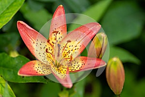 Close up photo of tiger lily in soft focus