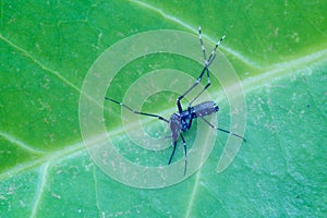Close up photo of tiger mosquito on a leaf