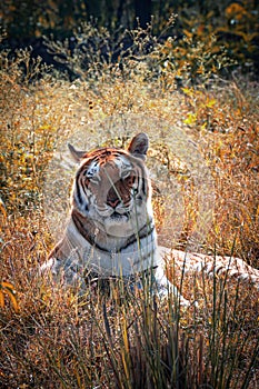 Close up photo of a tiger sitting in the bushes