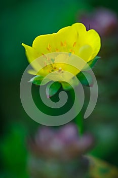 Close-up photo of tiny pretty yellow buttercup wild flower Ranunculus in green lush summer meadow in Vaud, Switzerland