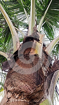 close up photo of the tip of the coconut tree trunk