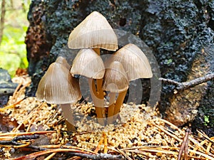 Toadstool. Mushroom close up on dark background. Toadstool mycelium in the forest