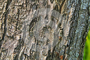 close up photo of tree bark, beautiful texture.