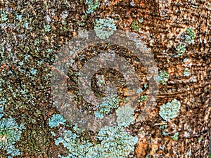 close up photo of tree bark texture