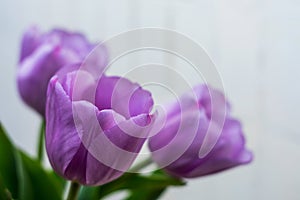 Photo of tulips buds with lilac petals in partial defocus together with background