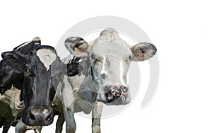 A close up photo of two Cows isolated on a white background