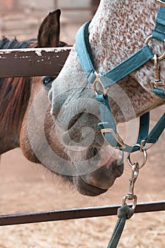 Close up photo of two horses sniffing each other