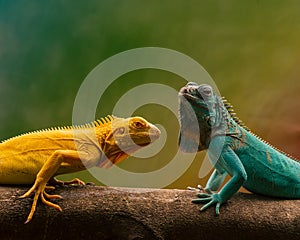 Close-up photo of two iguanas