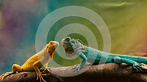 Close-up photo of two iguanas