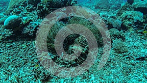 Close up photo on two large Nemo Ocellaris Clownfish fishes hiding inside of light green anemon at coral reef side. Warm