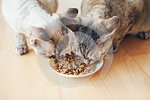 Close up photo of two purebred Devon Rex cats eating and sharing dry food from white ceramic plate
