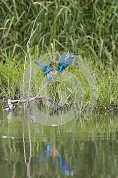 Close-up photo of two young kingfishers  against a background of a green bushes.