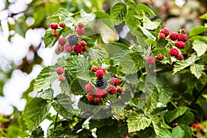 Close up photo of unripe and ripe blackberry fruits on a shrub in a garden