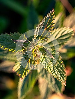 Close up photo of Urtica dioica from above