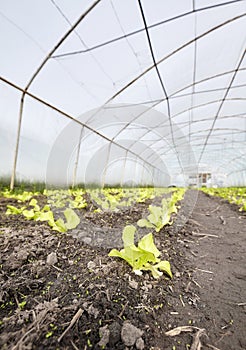 Close up photo of vegetables in an organic greenhouse plantation, selective focus