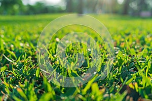 Close-up photo of vibrant grass lawn against sunlight in the field.