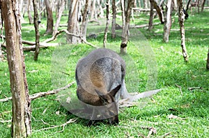 Close up photo of a wallaby with green background
