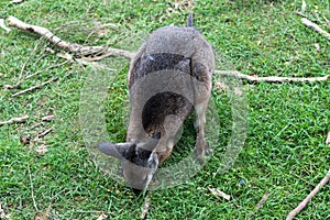 Close up photo of a wallaby with green background