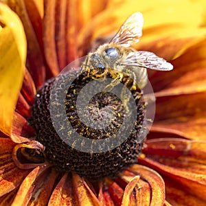 Close-up photo of a Western Honey Bee gathering nectar and spreading pollen on a young Autumn Sun Coneflower (Rudbeckia nitida). photo