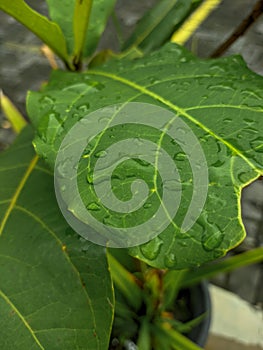 A close-up photo of a wet green leaf