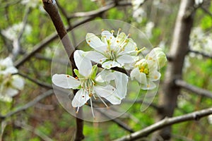 Close up photo of white apple blossom flowers in springtime against a blurred green background of leaves and branches